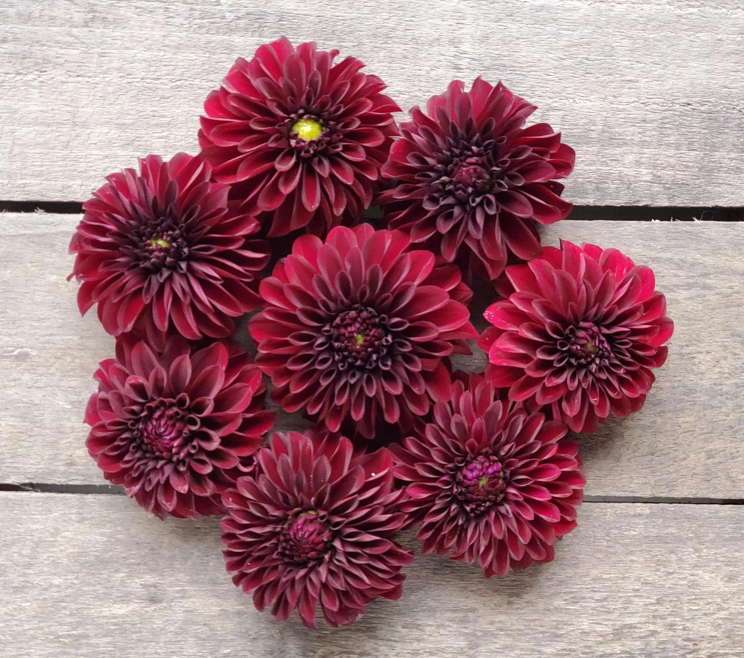 Dahlia Tuber Collection- Orange Shades — Goose Creek Gardens